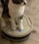 Cat Rolls In on a Robot Vacuum