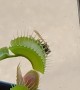 Venus Flytrap vs Wasp