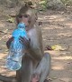 Monkeys Drink From Human Water Bottles