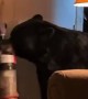 Black Bear Steals Woman's Vacuum Cleaner
