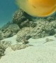 Diver Cracks Open Chicken Egg Underwater
