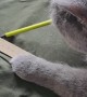 Cat Seamstress Is in High Demand