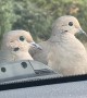 Birds Perch on Moving Car