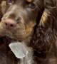 Myla the Cocker Spaniel Misplaces Ice Cube