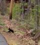 Tiny Black Bear Cubs Prance Across
