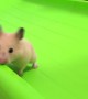 Cute Little Hamster Slides Down Slide