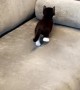 Tiny Kitten Climber Gets Surprised by Rolling Pillow