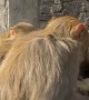 Monkeys Enjoy Eating Boiled Potatoes