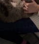 Cute Cat Gets An Ultrasound