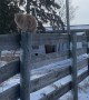 Cowboy Cat Attempts Rodeo Ride