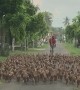 Car Stopped By Flood of Migrating Ducks