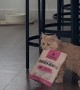 Orange Cat Caught Red-Handed Sneaking Treats
