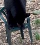 Black Bear Sits on a Chair Like a Human