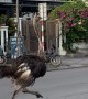 Ostrich Runs With Traffic