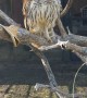 Animal Caretaker Checks On Rescued Owl
