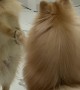 Pomeranian Falls In Love With Reflection