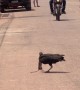 One-legged Vulture Dines on Rat