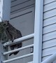 Raccoon Family Takes Up Residence in Apartment Ceiling