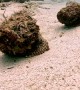 Scorpionfish Take a Stroll on the Sea Floor