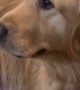 Golden Retriever Quivers At Lost Toy