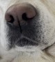 Yellow Lab Smacks Lips During Naptime