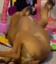 Boxer Plays On Baby Mat
