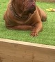 Big Dog Doesn't Want to Play