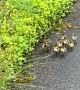 Mama Duck Takes Her Ducklings Into the Bushes