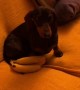 Miniature Dachshund Banana Thief