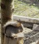 Squirrel Asking for Food