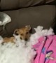 Small Dog Destroys Sofa