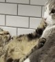 Cat Says "Back Off" to Feline Companion