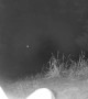 Fox Cub Takes Interest in Ring Camera