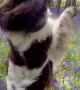 Springer Spaniel Takes a Stroll Through Beautiful Bluebell Woods