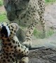 Cheetah Responds to Girl's Cheetah Stuffy At the Zoo