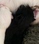 Nursing Kittens Argue Over Milk Supply
