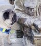 Pug Perplexed by Stoic Statue