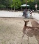 Tourist Gets Goosed by Deer in Nara Park