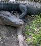 Alligators Block Bike Path