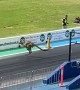 Kangaroo Ends Up On Sydney Dragway