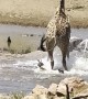 Baby Giraffe Runs Into Trouble