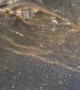 Gar Fish Swim Along Flooded Roadside