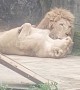 Cute Lions Share a Lick