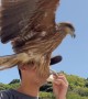 Hawk Steals Guy's Lunch