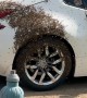 Bees Swarm Sports Car