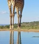 Giraffe Bull Drinking Water