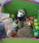 Yorkie Plays With Ferret Friends