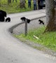 Four Black Bear Cubs Follow Mom In Cade’s Cove