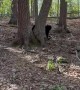 Wild Bear Cub Seems to Stand on Command