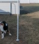 Dog Plays Tetherball